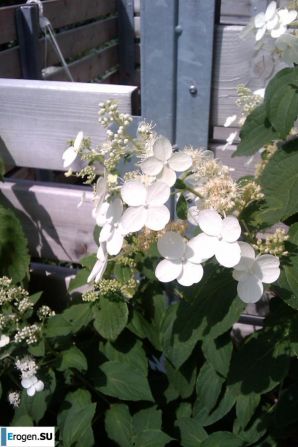 Mina Stefan. Part 8. Thumb 21