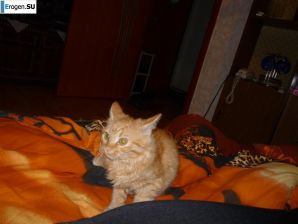 Девушки из Белгорода. Часть 4. Эскиз 35