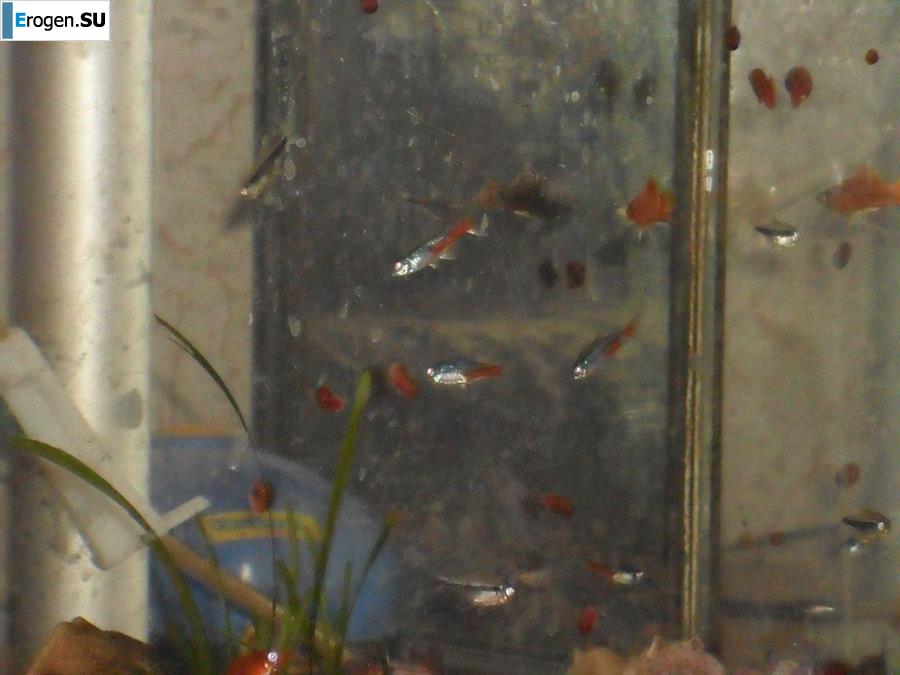 Ларечница с плохо выбритой попой. Фото 25