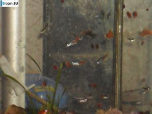 Lorenitsa with poorly shaved booty. Thumb 25