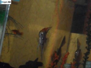 Lorenitsa with poorly shaved booty. Thumb 28