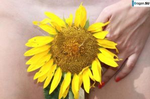 SUNFLOWERS. Thumb 13