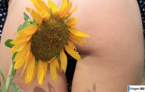 SUNFLOWERS. Thumb 4