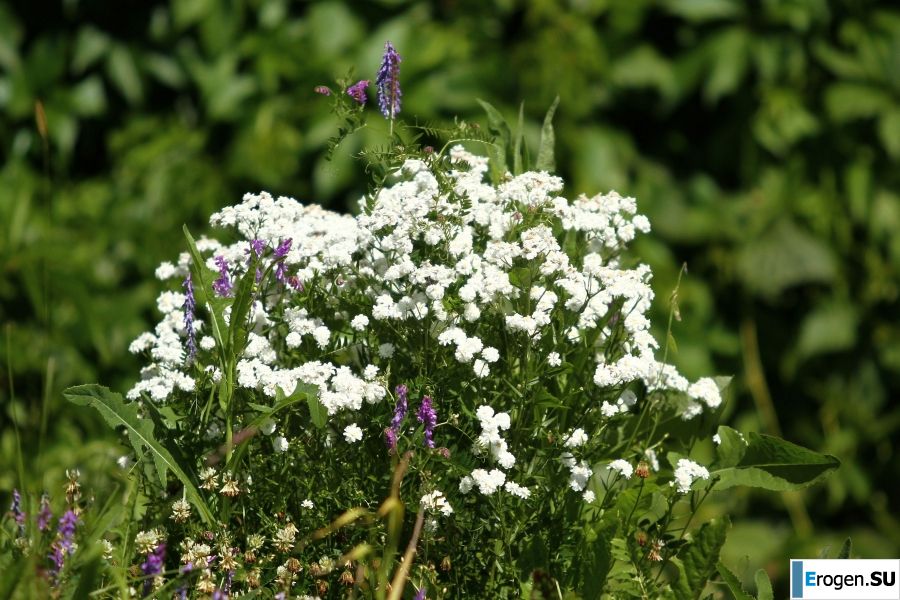 undressed outdoors in front of the photographer. Part 4. Photo 37