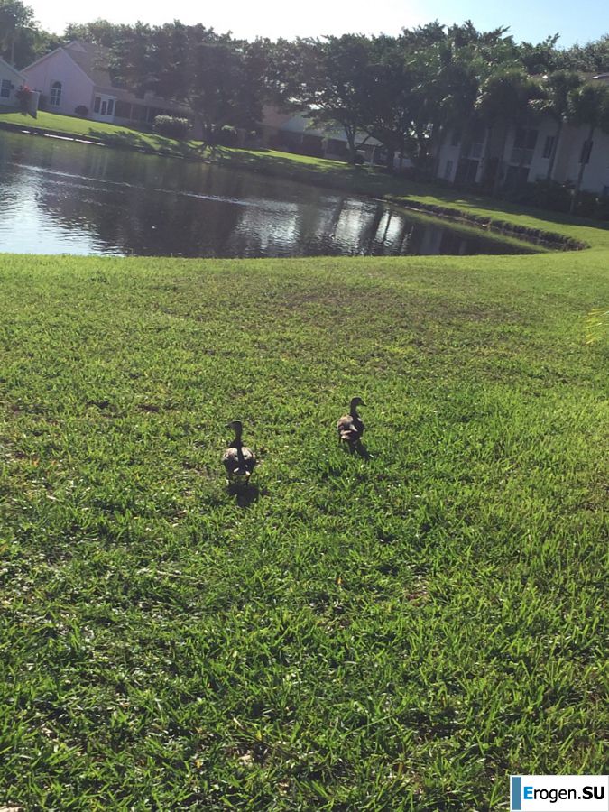 uncut black woman Lezzby. Part 4. Photo 37