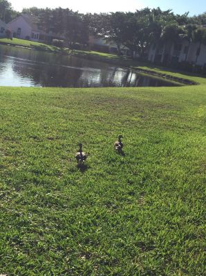 uncut black woman Lezzby. Part 4. Thumb 37