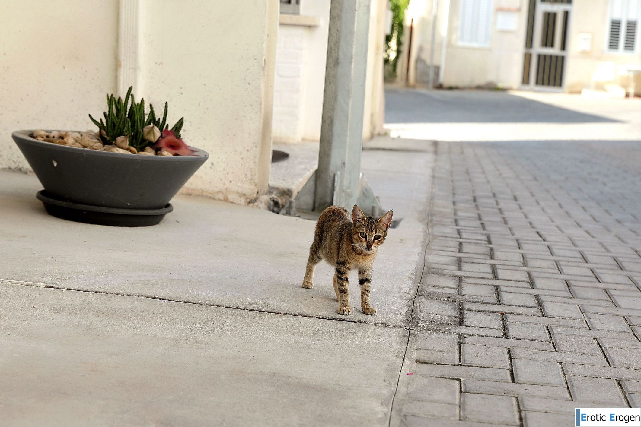 Karissa Diamond in Postcard From Paphos. Фото 34