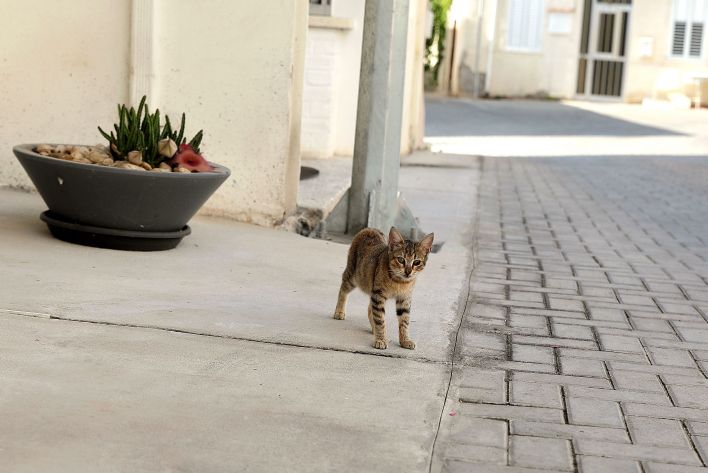 Karissa Diamond in Postcard From Paphos. Эскиз 34