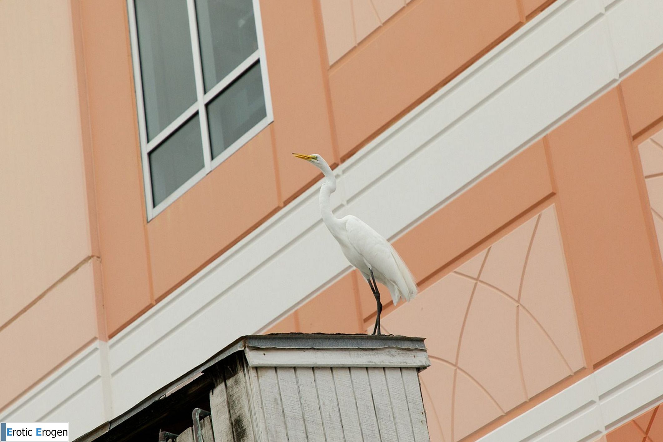 Debra Kenlow in Rare Bird Florida. Фото 10