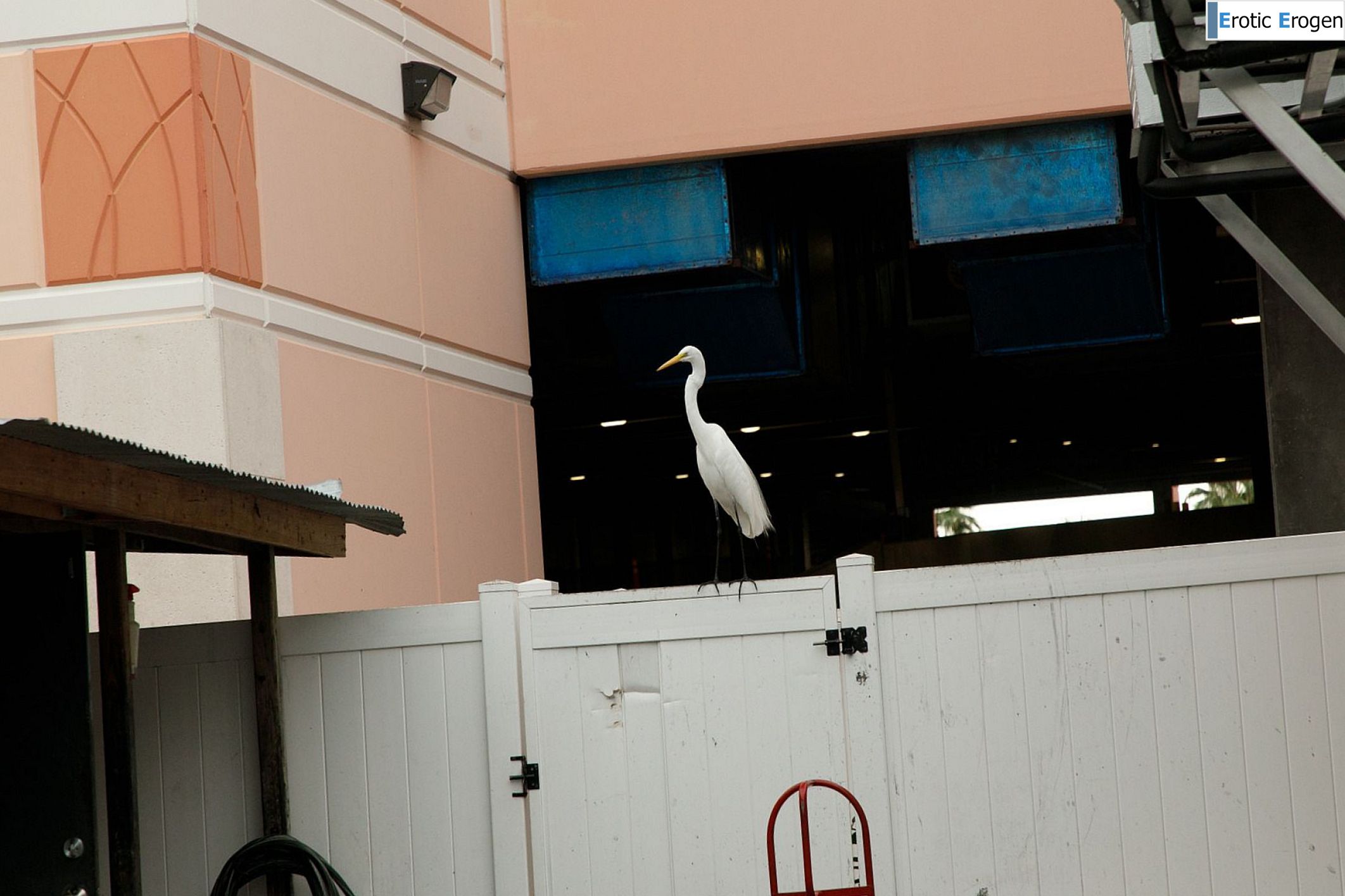 Debra Kenlow in Rare Bird Florida. Фото 4