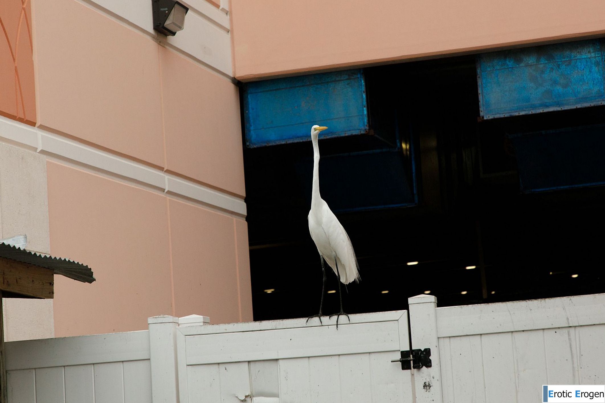 Debra Kenlow in Rare Bird Florida. Фото 5