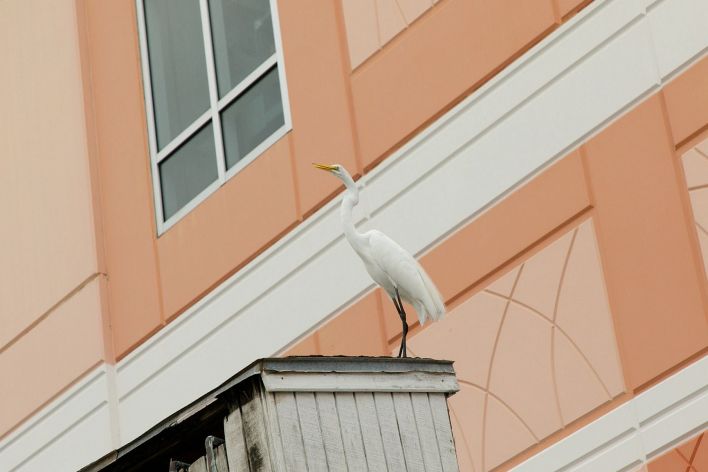 Debra Kenlow in Rare Bird Florida. Thumb 10